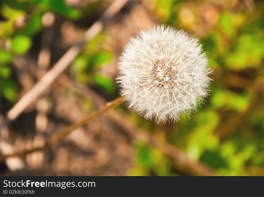 Beautifull dandelion in the meadow