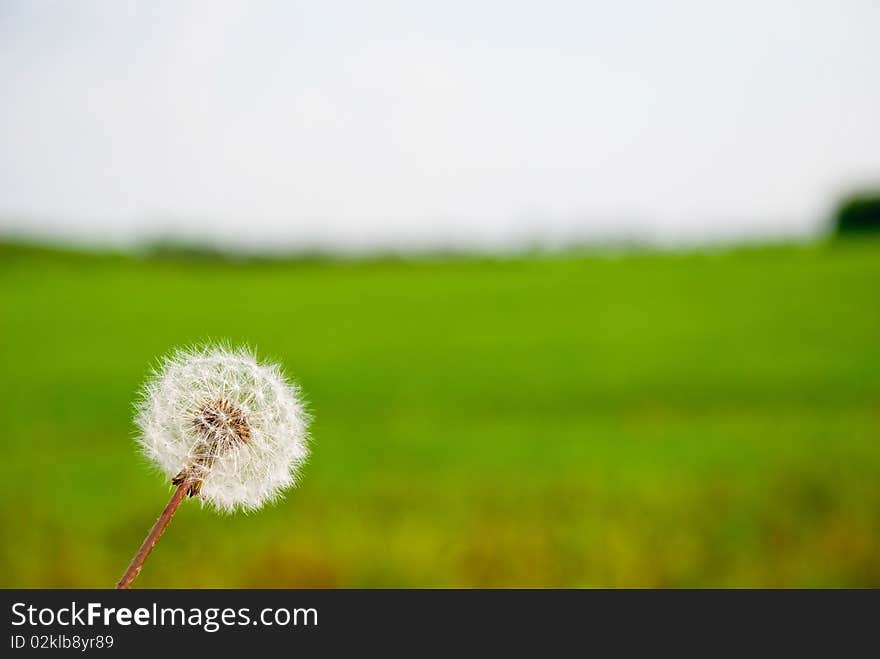 Beautifull dandelion in the meadow