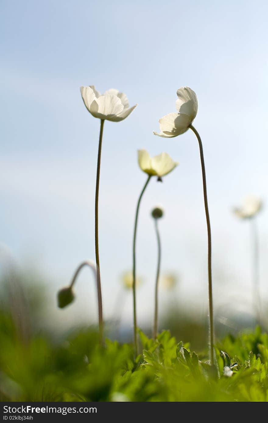 An image of a group of beautiful white flowers