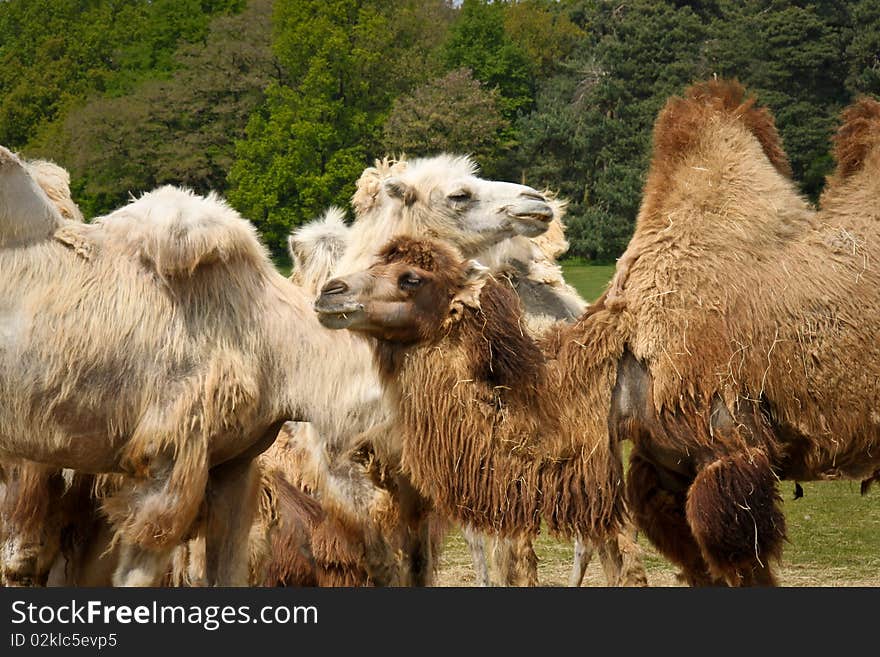 Camels