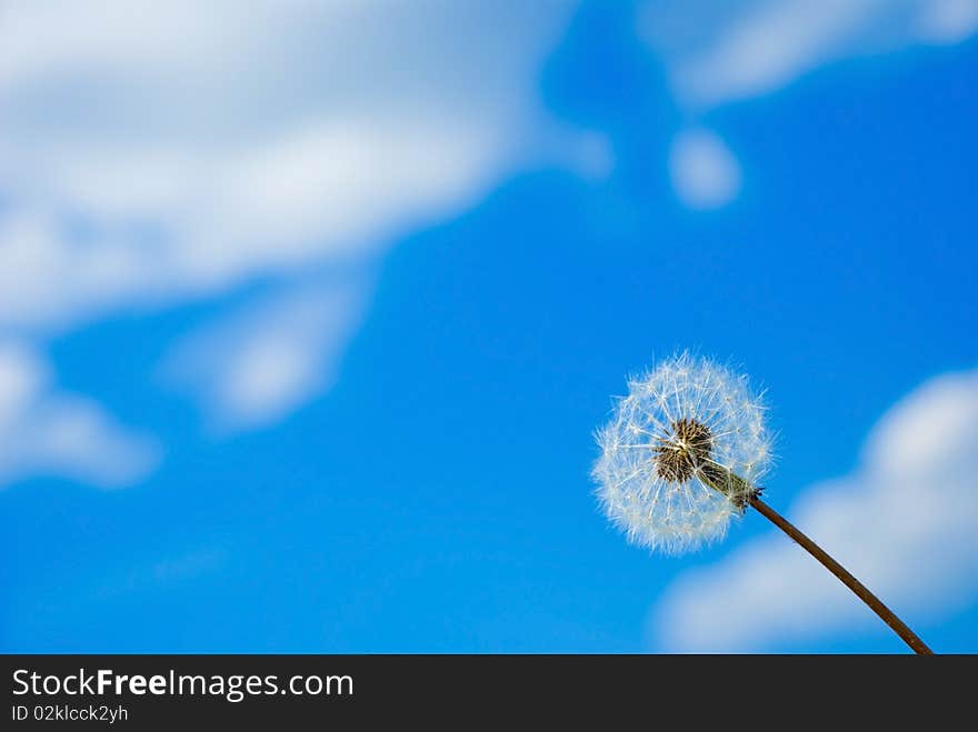 Dandelion against the blue sky