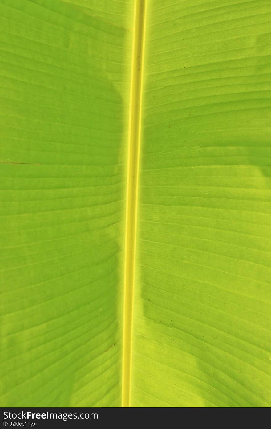 Texture Of Banana Leaf