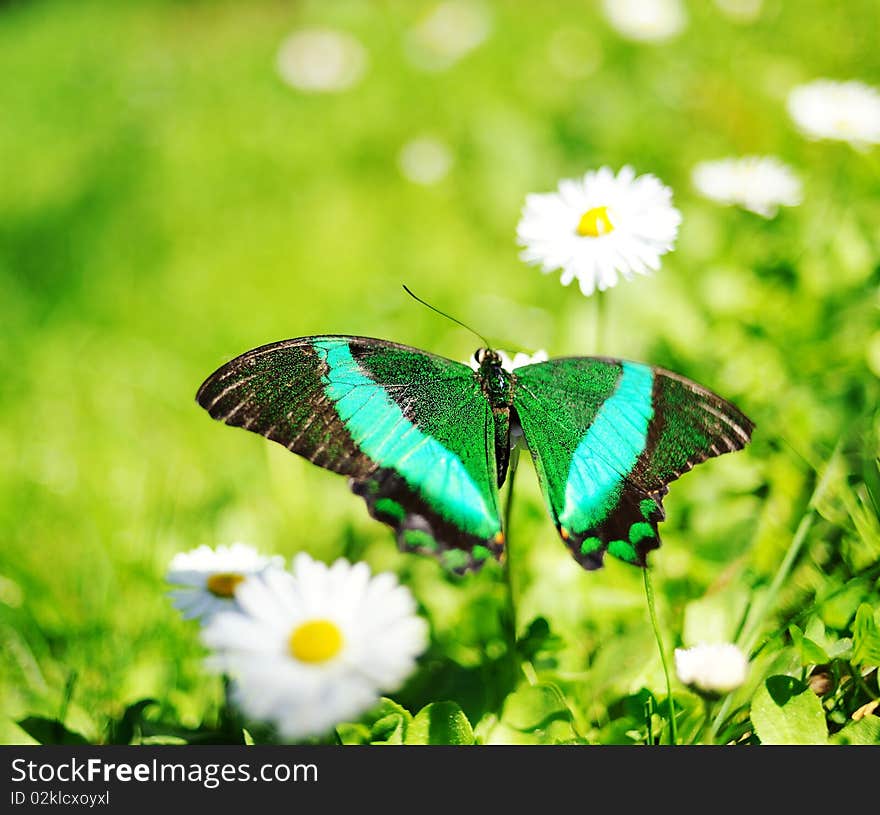 Beautiful butterfly on a flower