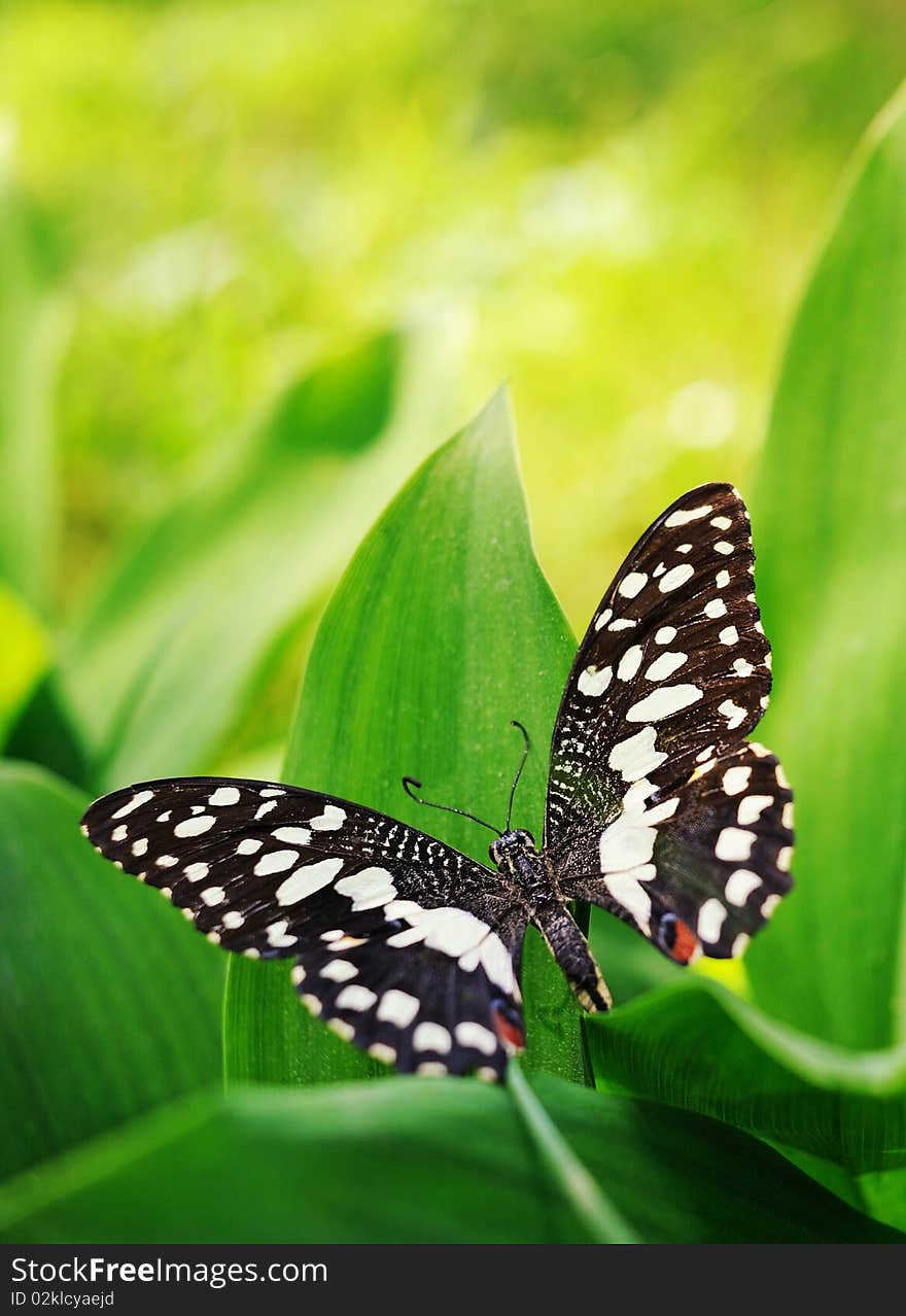 Beautiful butterfly on a green leaf