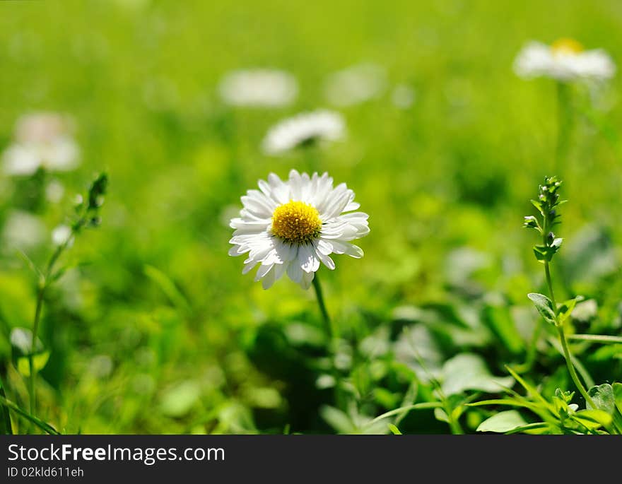 Daisy field