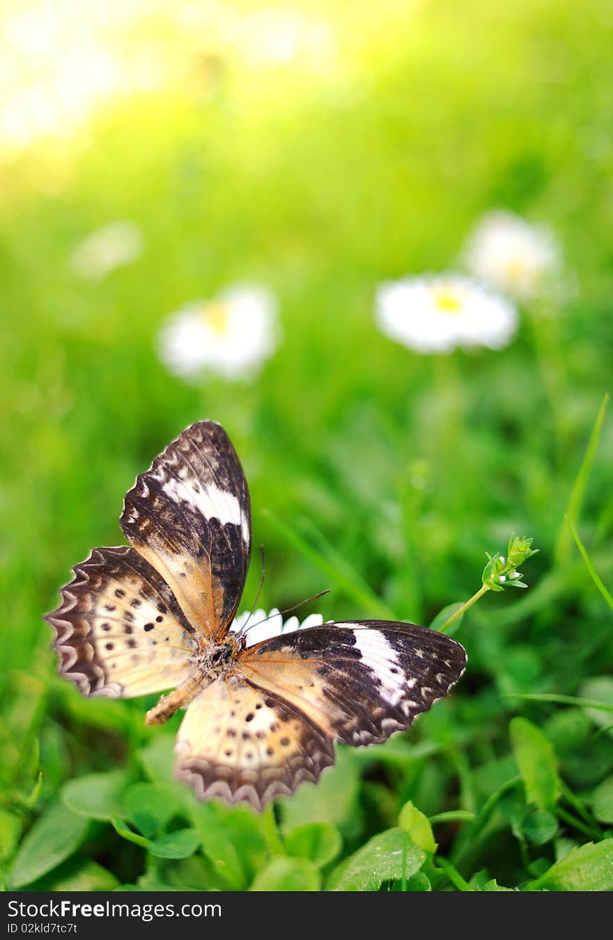 Butterfly On A Flower