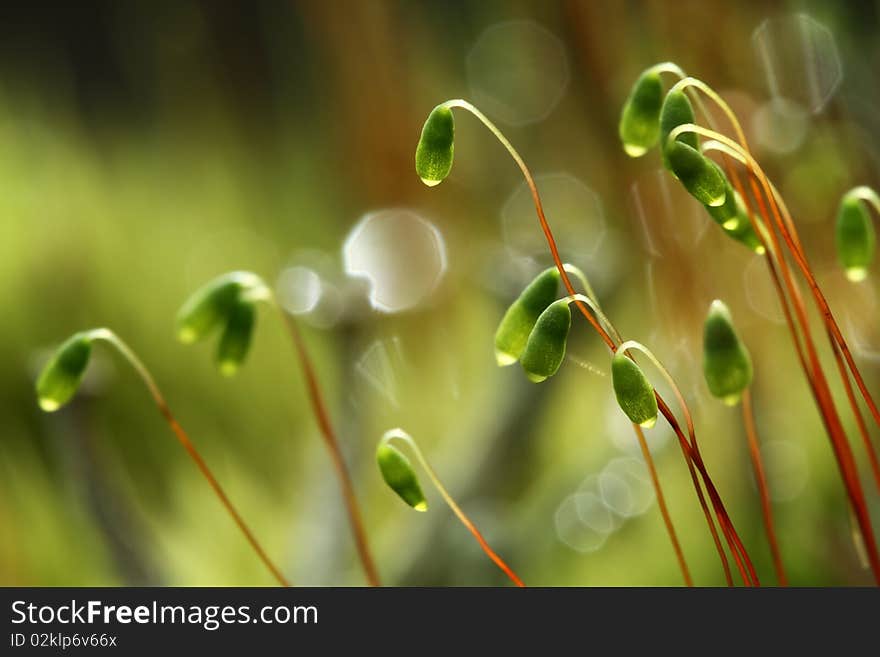 Detail of green moss in backlight