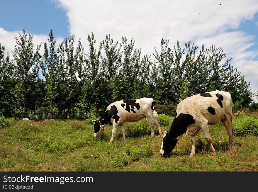 Cattle grazing in the meadow.