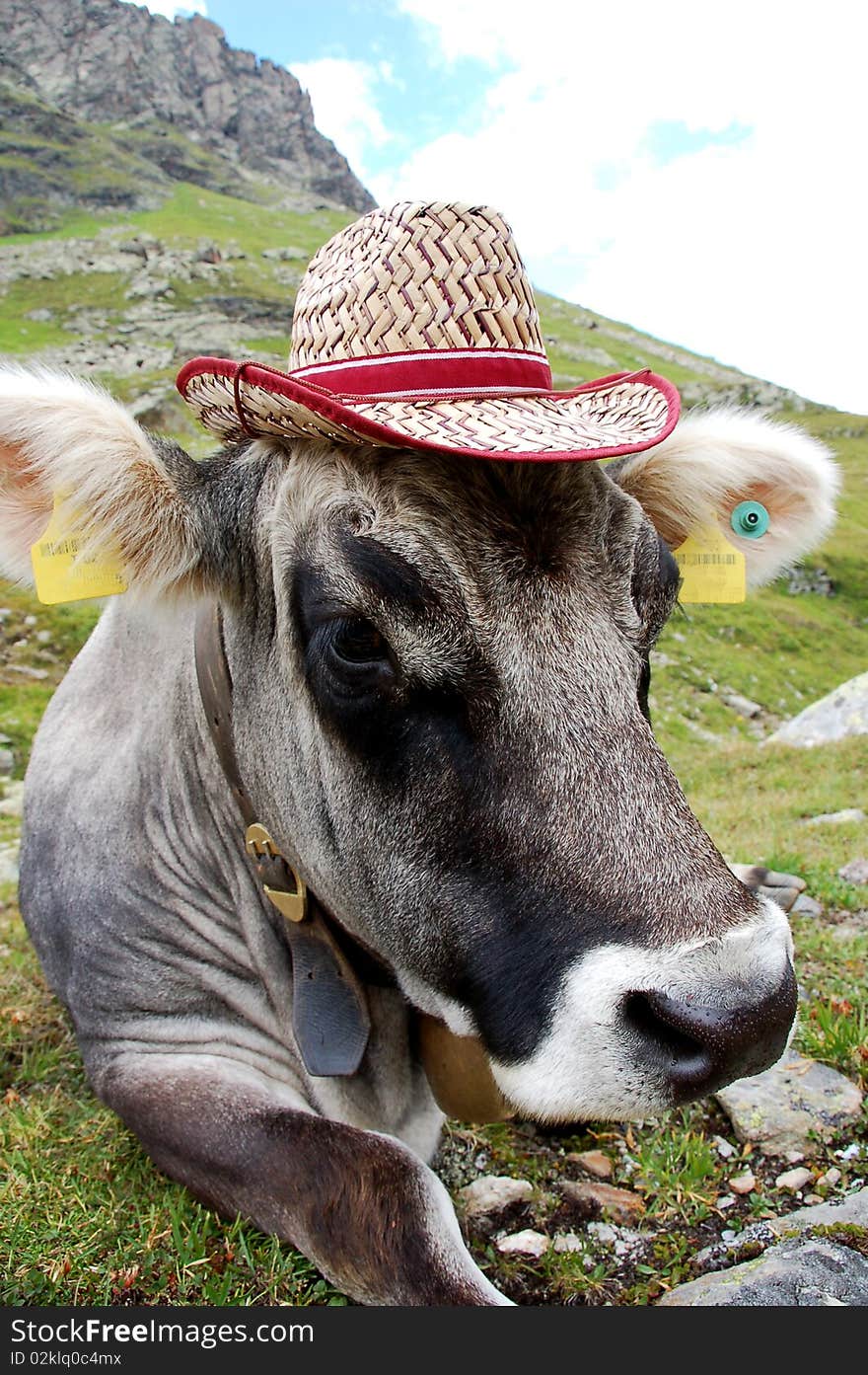 Crazy Cow with hat in Austria.