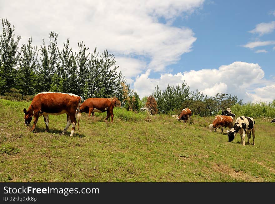 Cattle grazing in the meadow.