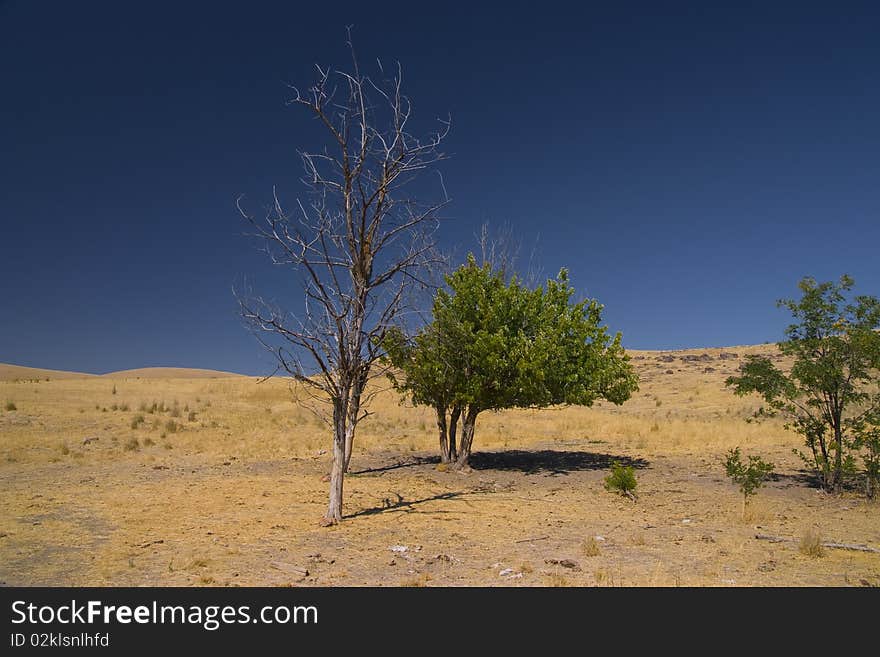 Trees growing on a the hill somewhere in Idaho. Trees growing on a the hill somewhere in Idaho