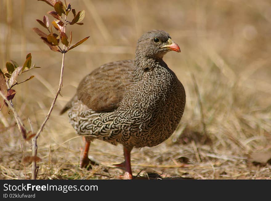 Close-up image of a fowl with a blurred background. Detail clearly seen.