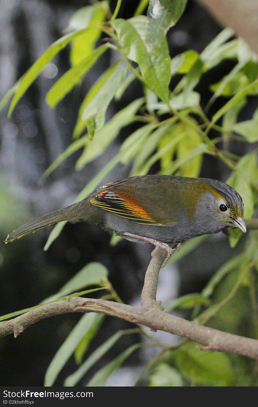 The Grey-faced liocichla, liocichla omeiensis, is a passerine bird in the Old World babbler family. The species, also known as the Omei Shan or Emei Shan Liocichla, is endemic to mountain ranges in Southern Sichuan, China. It is closely related to the Bugun Liocichla, a species only described in 2006, and which it closely resembles.