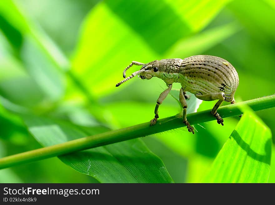 A white Weevil 5