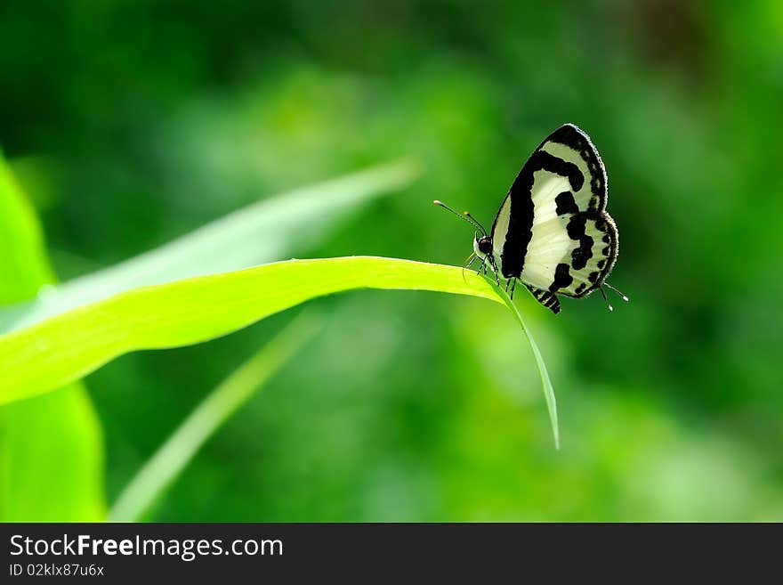 A white Weevil in the tropical forests of Thailand. A white Weevil in the tropical forests of Thailand.