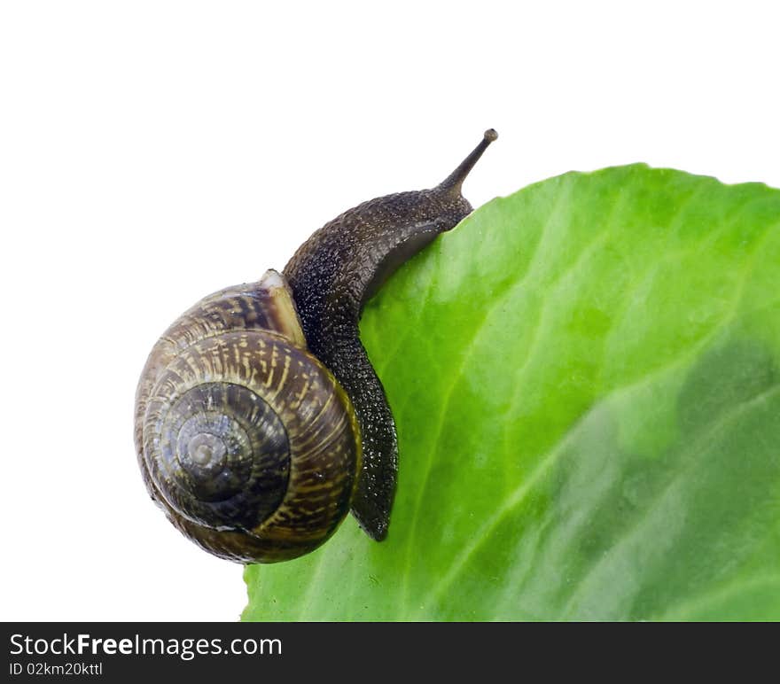 Lonely Snail  Macro