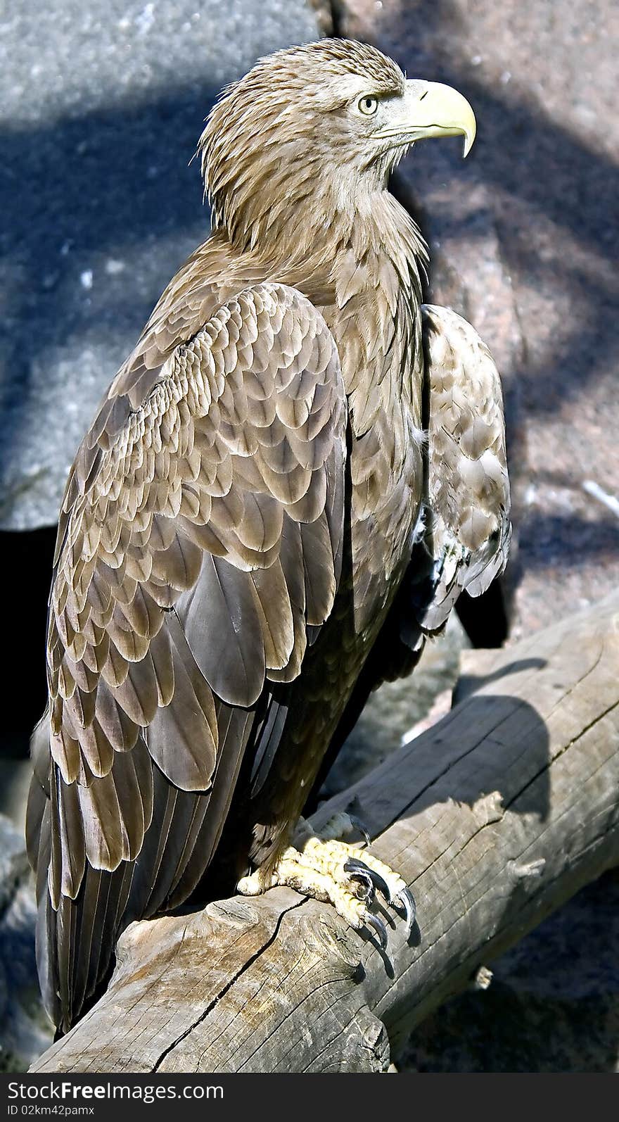 White-tailed eagle 4