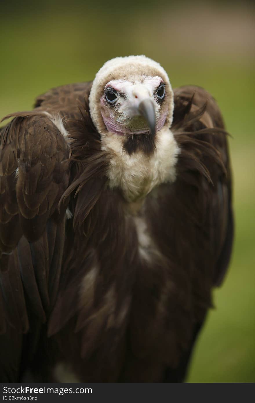 Hooded Vulture Portrait And Close-up Shot