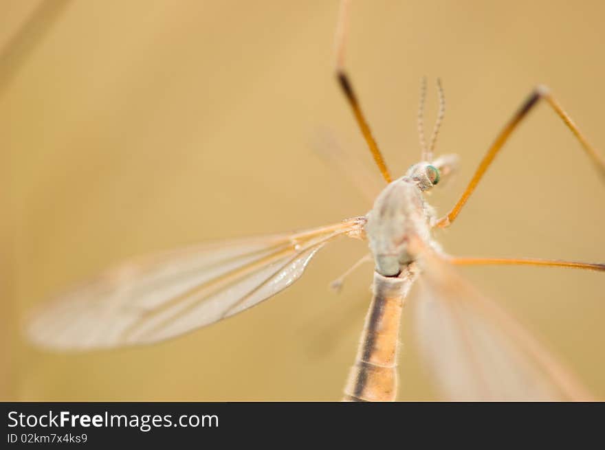 Extreme close up of mosquito. Extreme close up of mosquito