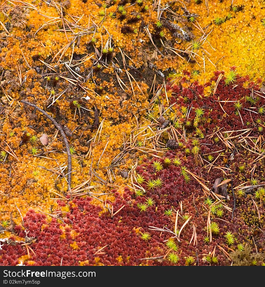 Autumn deep forest carpet