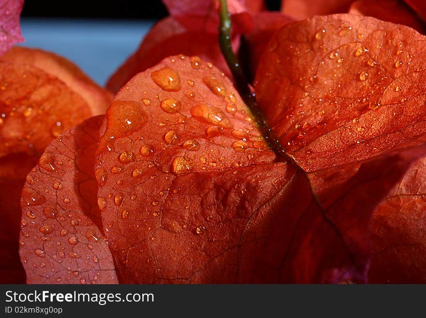 Red petals with water drops close up.