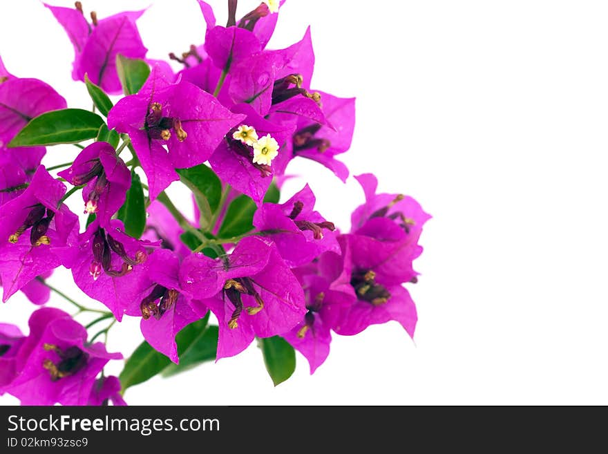 Bougainvillea Flowers