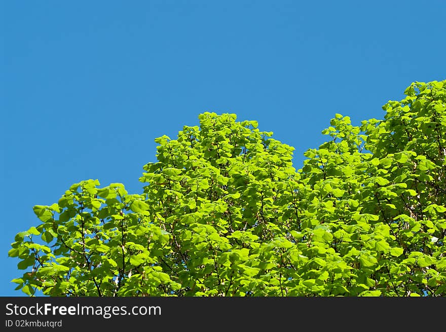 Green Foliage