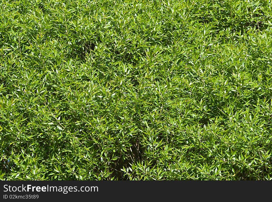 Green Foliage