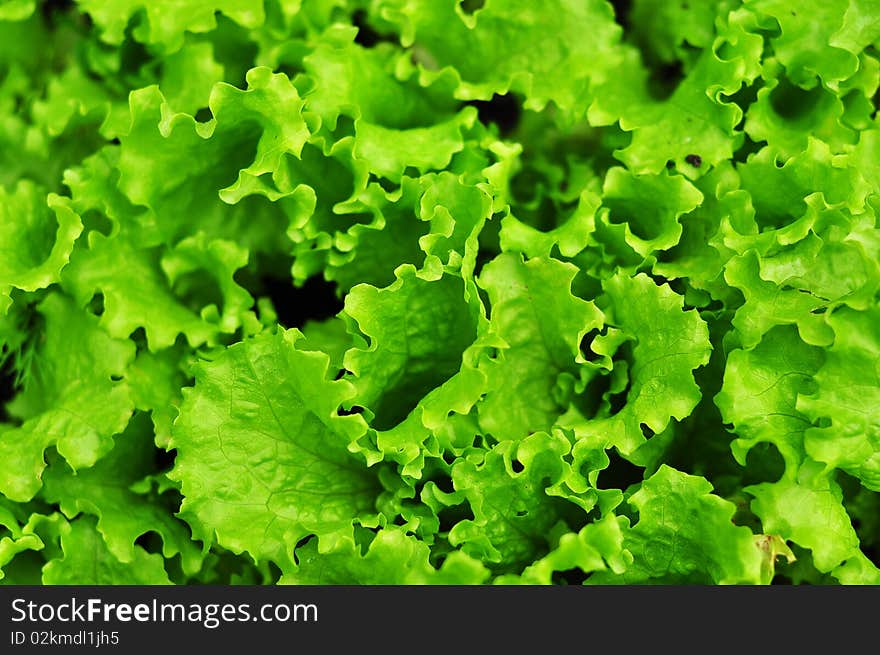 Top view of the salad