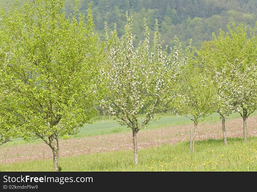 Blossoming apple trees in a springtime orchard