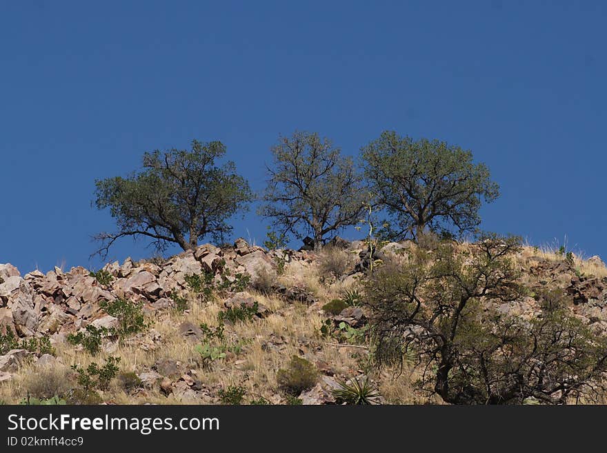 Three trees in the Great American Desert