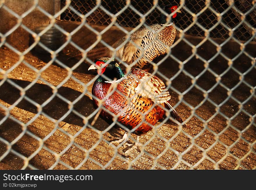 Two beautiful wild pheasants trapped