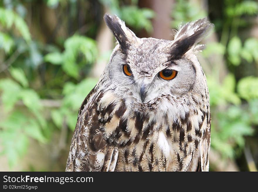 Portrait of an eagle owl isolated on a greenish background