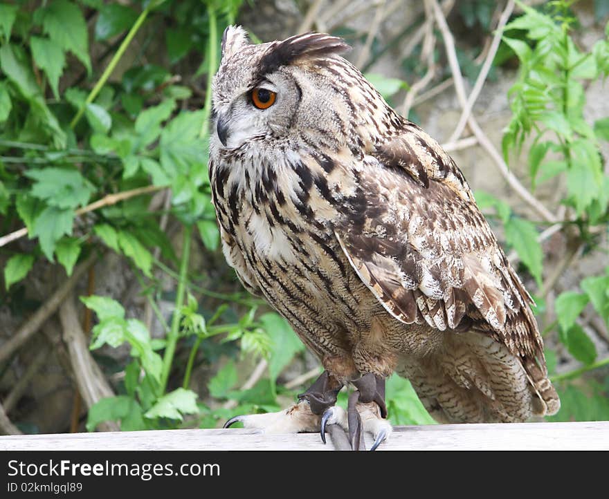 Profile portrait of an eagle owl perched on a wooden bench tied by a rope from his claw. Profile portrait of an eagle owl perched on a wooden bench tied by a rope from his claw