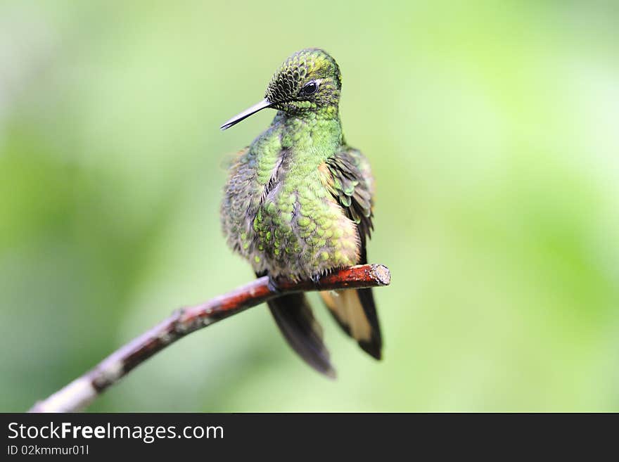 Cleaning hummingbird