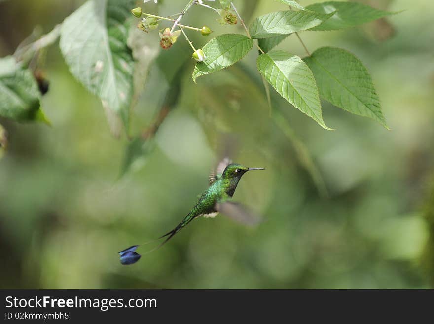 Booted Racket-tail hummingbird