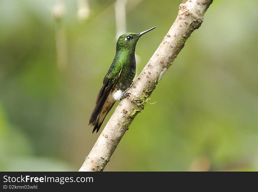 Ecuadorian Hummingbird On A Branch