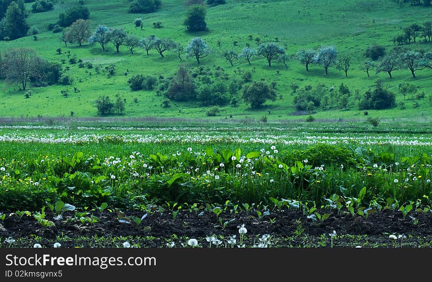 Spring Fields And Meadows