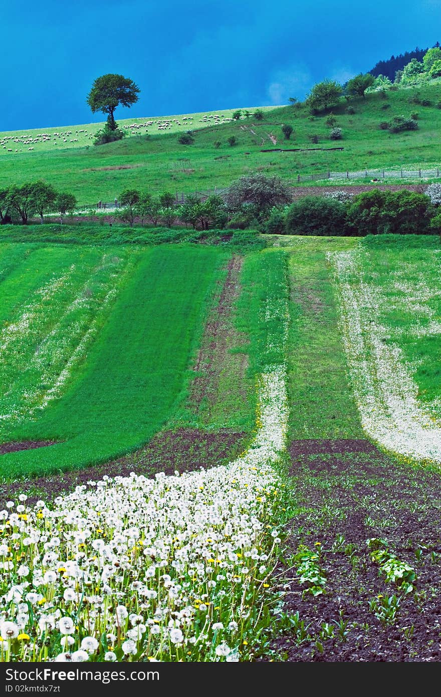 Spring landscape