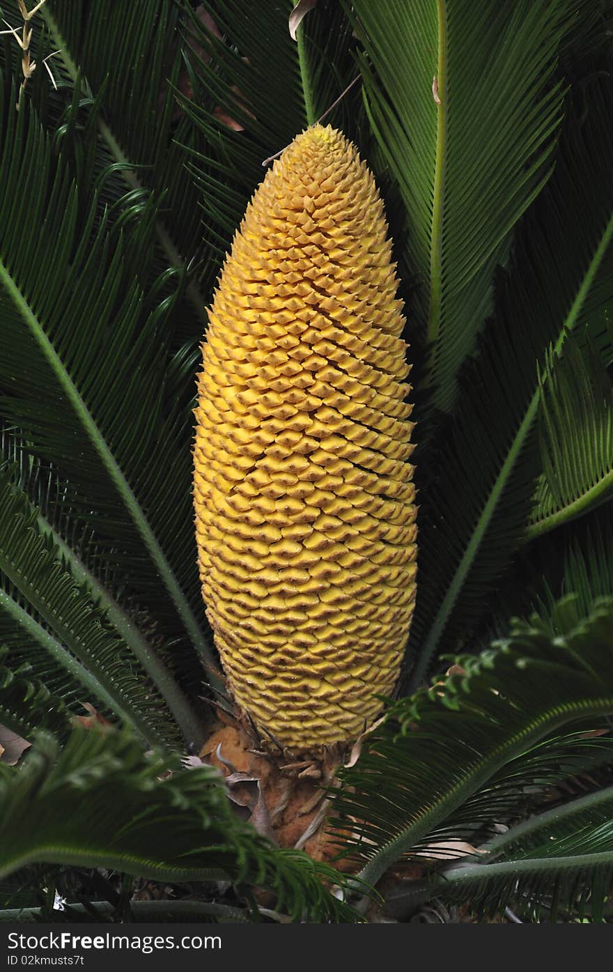 Cycas Revoluta