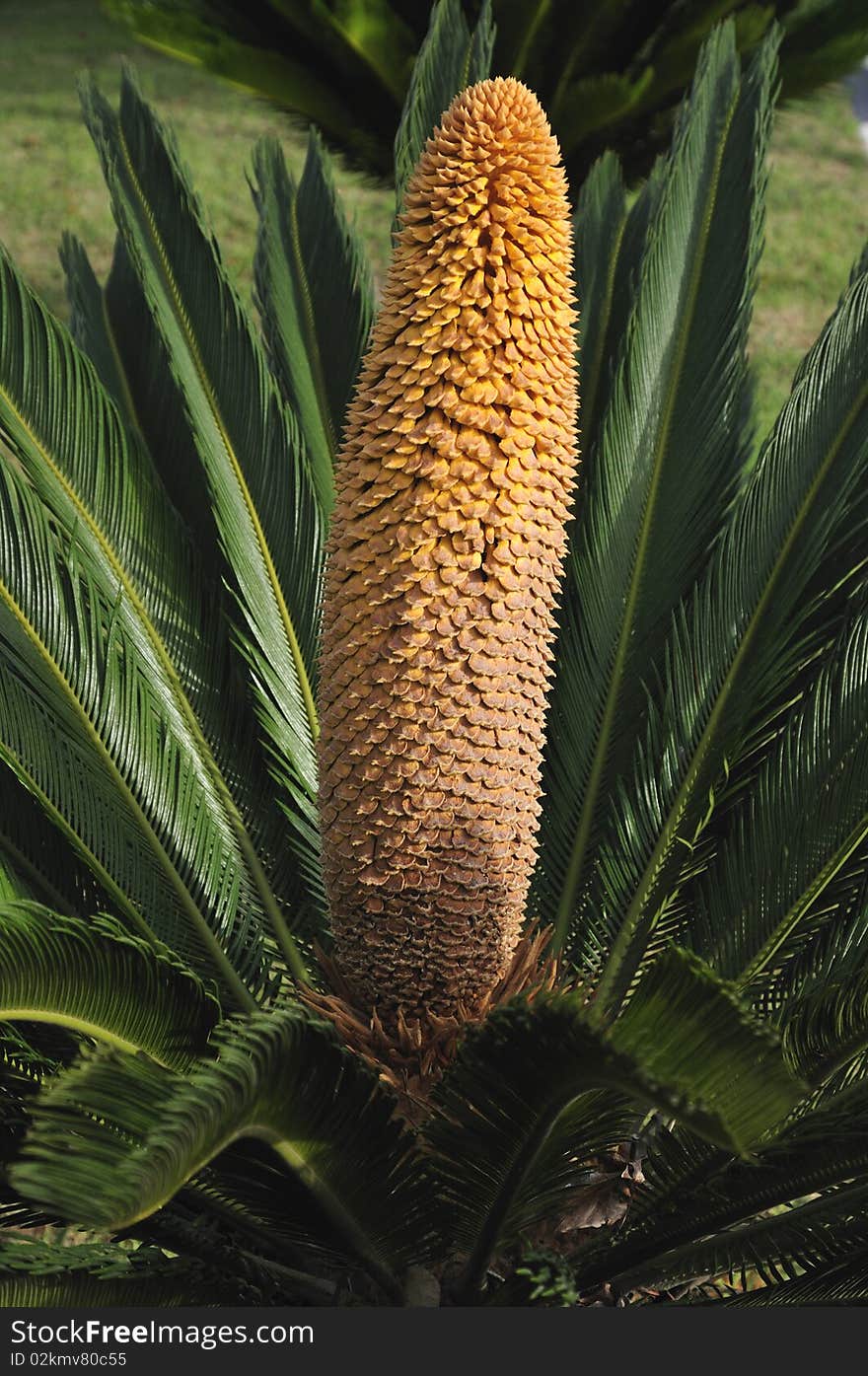 Cycas Revoluta