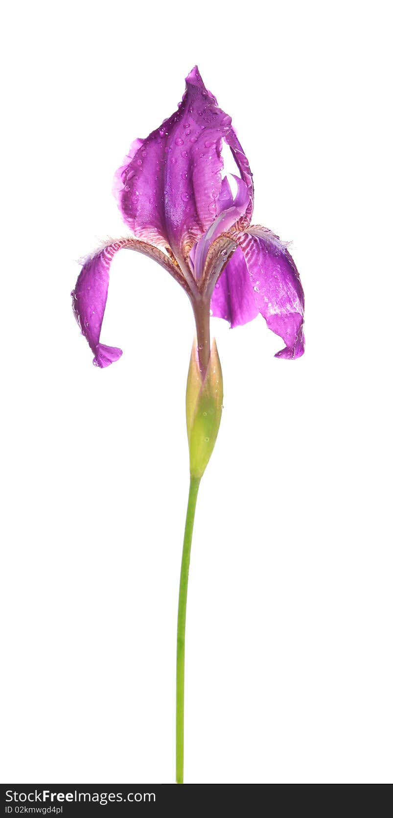 Iris with water drops, on a white background, is isolated. Iris with water drops, on a white background, is isolated.