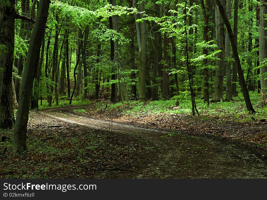 Carpathian forest in the Slovakia