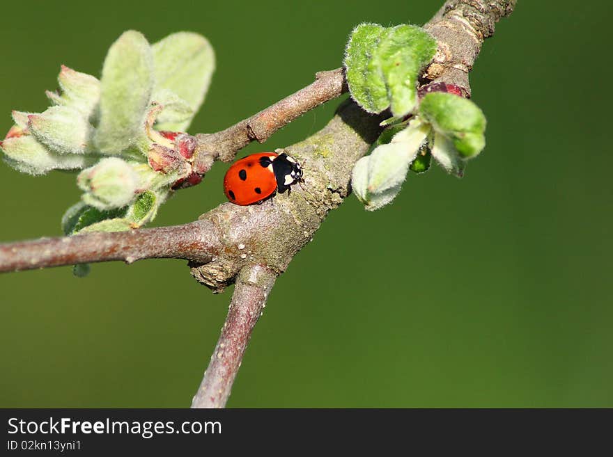 Red bug rest in the apple branch