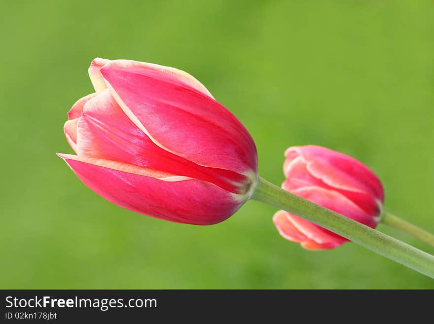 Red tulips in the pale green background