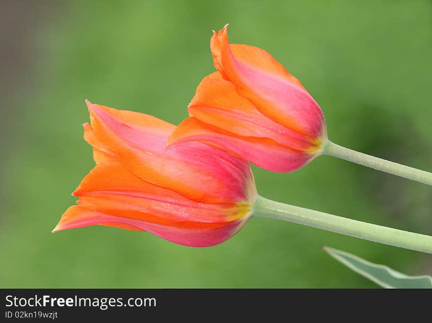 Two tulips isolated on green background