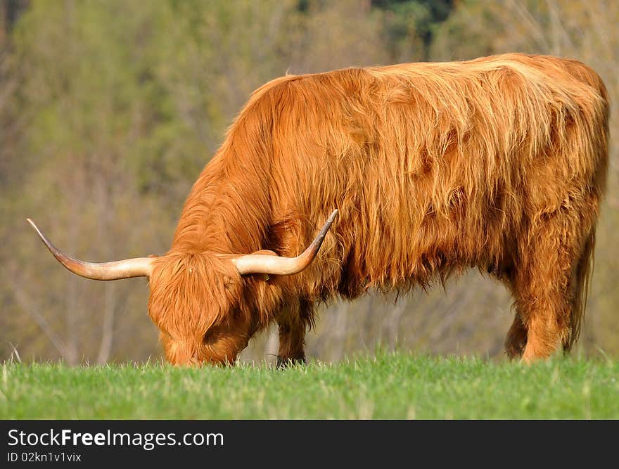 Highland cattle or kyloe are an ancient Scottish breed of beef cattle with long horns and long wavy pelts which are coloured black, brindled, red, yellow or dun. Highland cattle or kyloe are an ancient Scottish breed of beef cattle with long horns and long wavy pelts which are coloured black, brindled, red, yellow or dun.