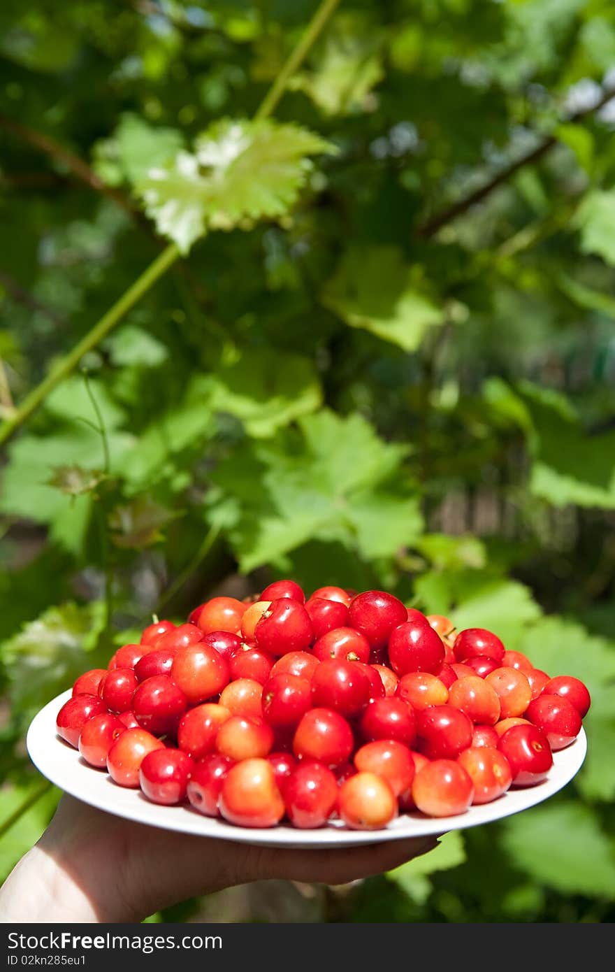 Tasty cherries on the plate outdoors