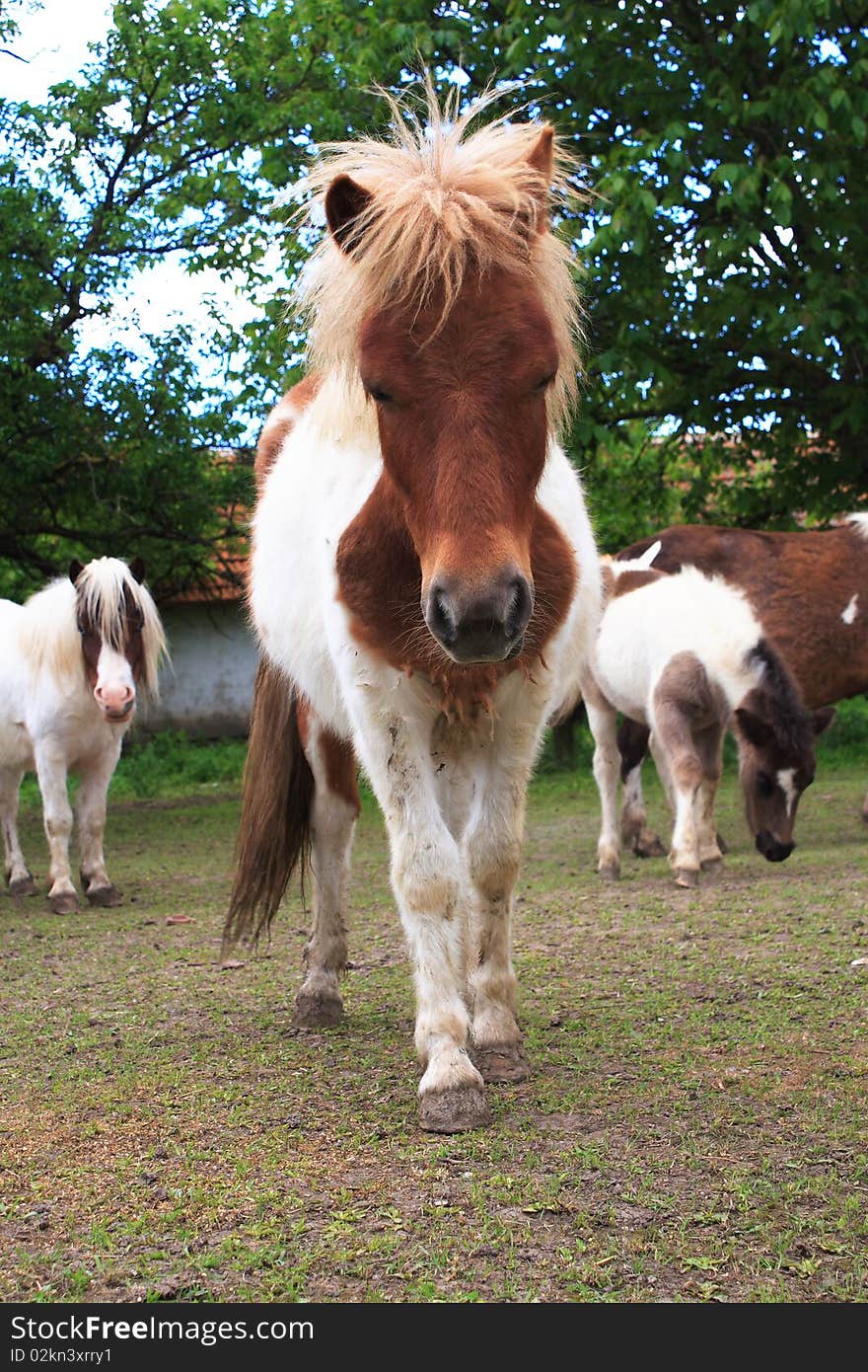 Farm with ponies small close-up. Farm with ponies small close-up