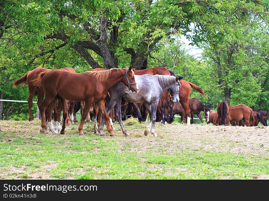 Young horses on the farm